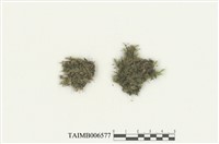 藏品(長葉鱗葉苔)的圖片